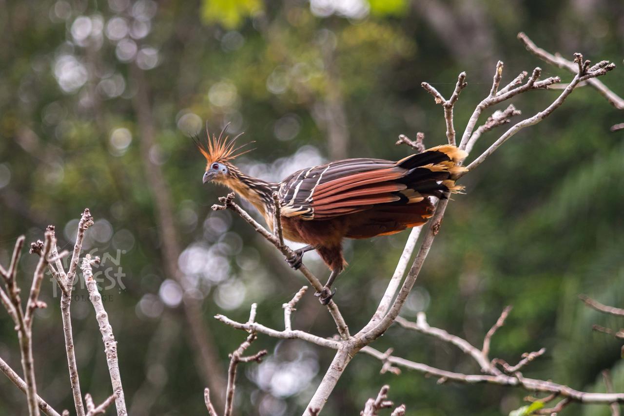 Green Forest Ecolodge Puerto Montufar 外观 照片
