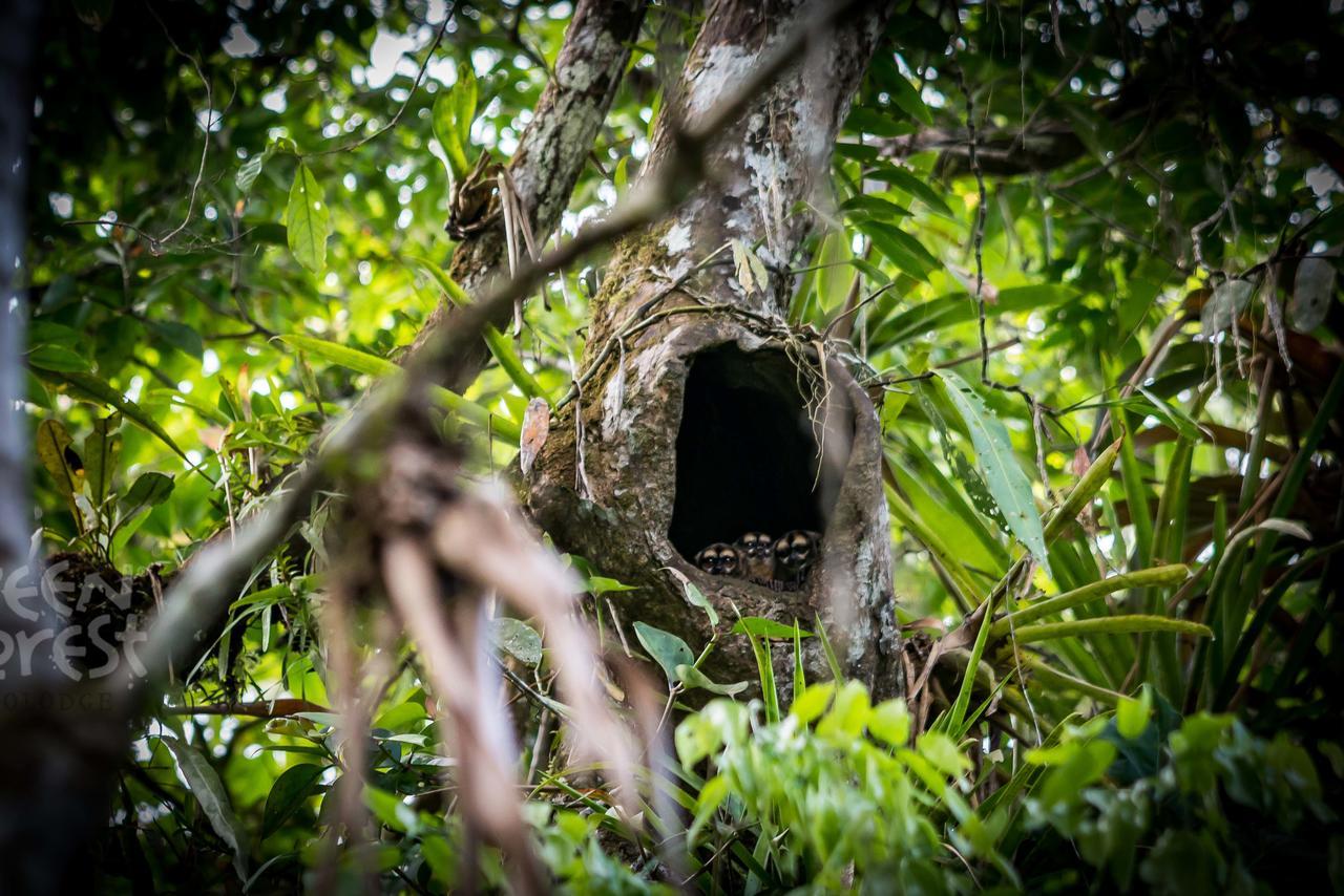 Green Forest Ecolodge Puerto Montufar 外观 照片