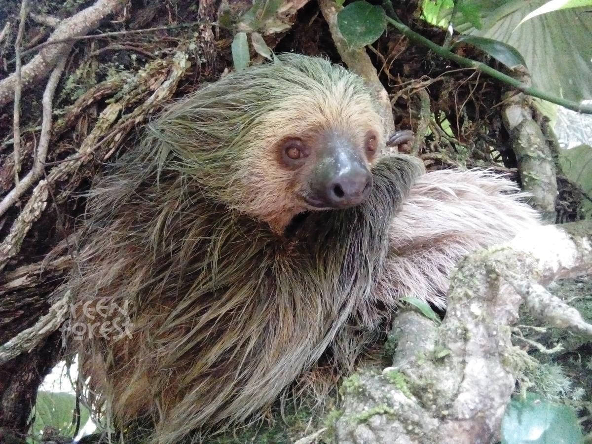 Green Forest Ecolodge Puerto Montufar 外观 照片