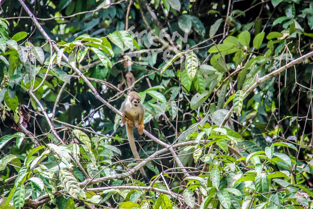 Green Forest Ecolodge Puerto Montufar 外观 照片