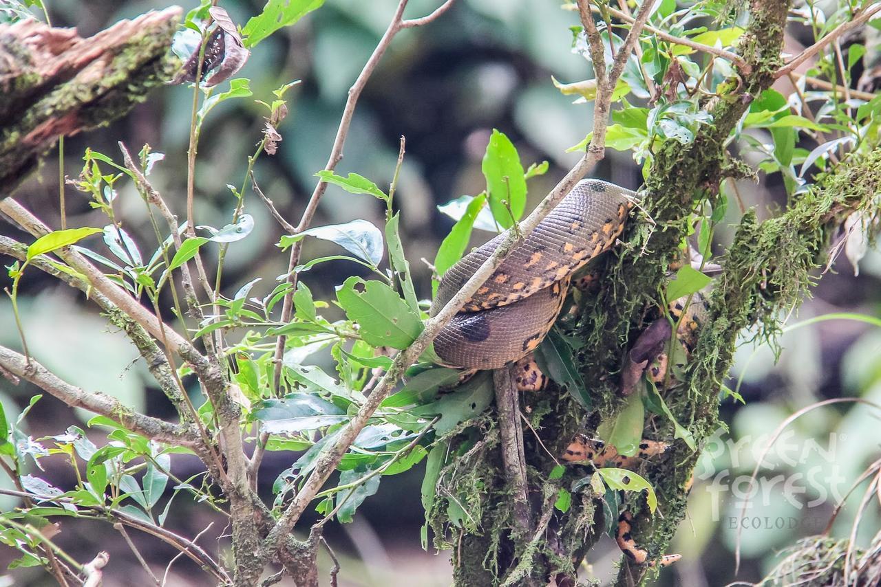 Green Forest Ecolodge Puerto Montufar 外观 照片