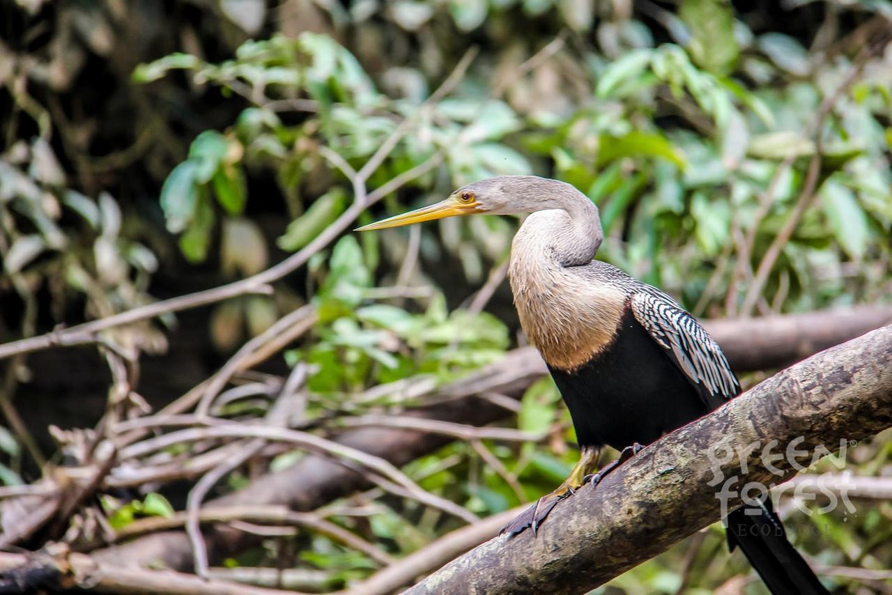 Green Forest Ecolodge Puerto Montufar 外观 照片