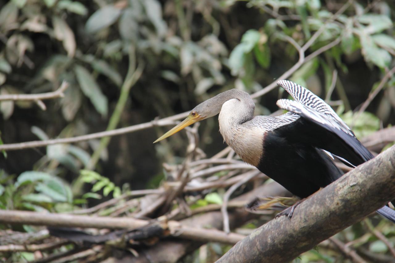 Green Forest Ecolodge Puerto Montufar 外观 照片