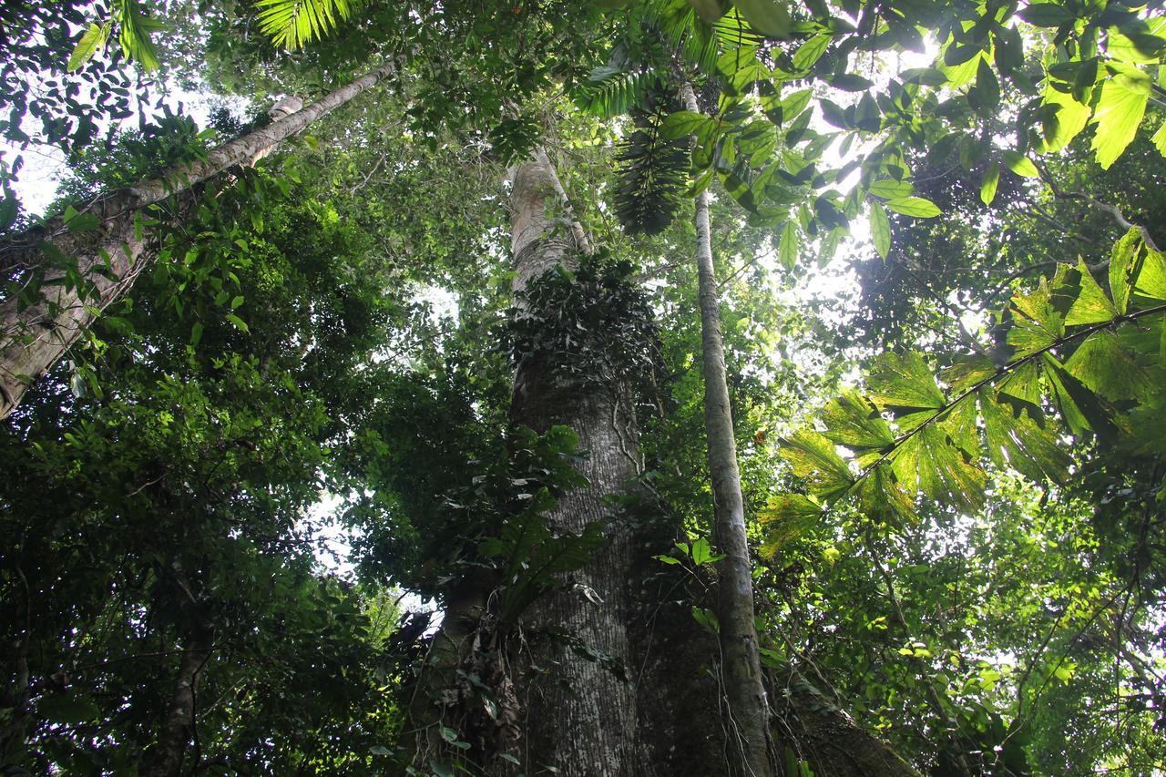 Green Forest Ecolodge Puerto Montufar 外观 照片