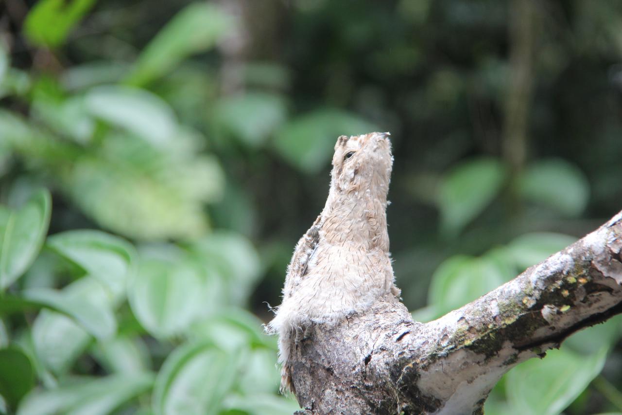 Green Forest Ecolodge Puerto Montufar 外观 照片