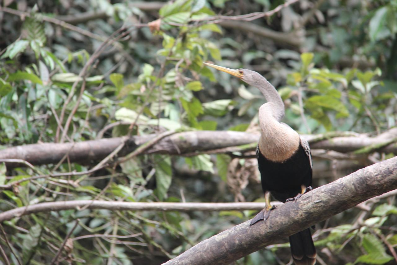 Green Forest Ecolodge Puerto Montufar 外观 照片