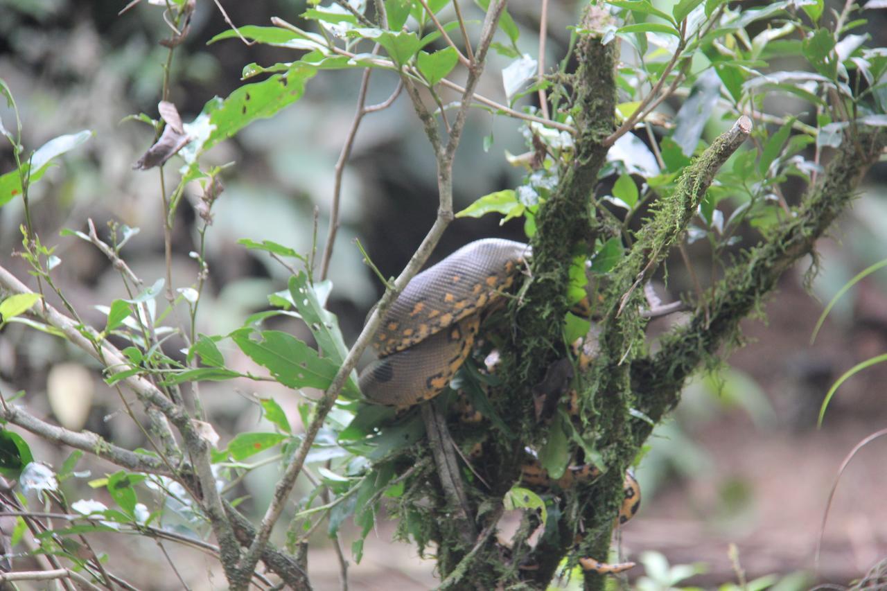 Green Forest Ecolodge Puerto Montufar 外观 照片